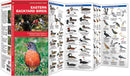 Eastern Backyard Birds Pocket Guide