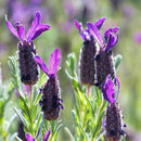 Lavender Essential Oil