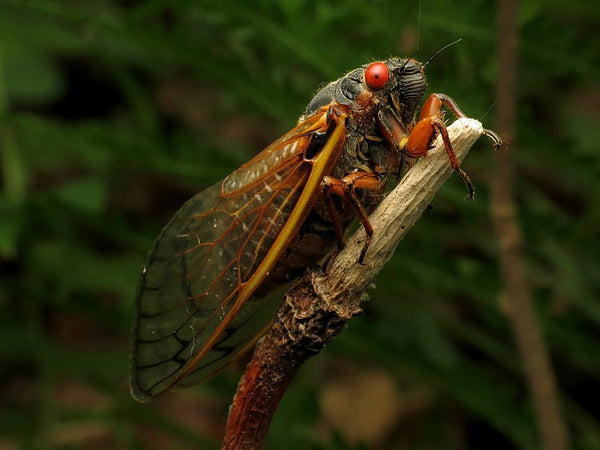 Brood X (Cicadas) From Beneath the Earth