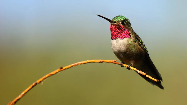 Feeding the Frequently Famished Hummingbird