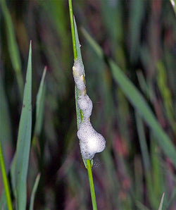 Nature’s Bubble Babies