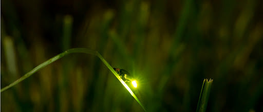 Talking to Fireflies