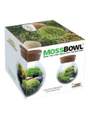 Moss Bowl- Grow your own serene