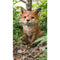 Fox Pup Sitting Statue