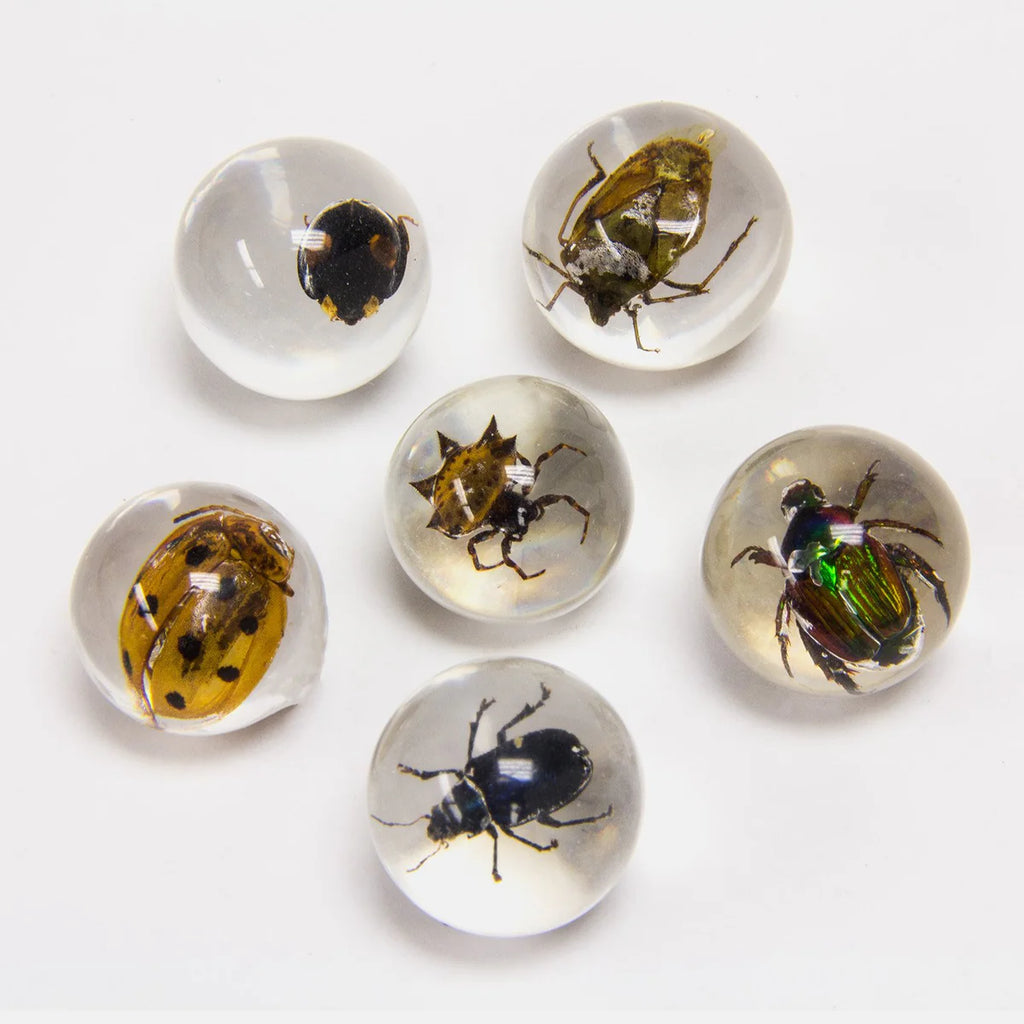 Travel Bug Marble Bug Marble – Sunbeam General Store