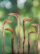 Wildwood Root Cane
