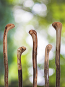 Wildwood Root Knob Cane