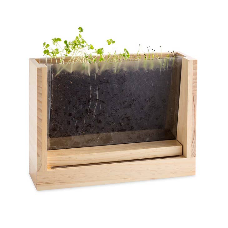 Grow with Me Root Viewer – Sunbeam General Store