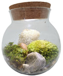 Moss Bowl- Grow your own serene