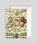 Eggs Blank Card