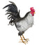 Sussex Rooster Black And White Large 21"