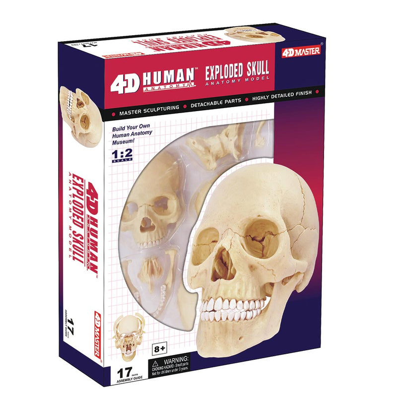 Human Exploded Skull - 4D