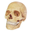 Human Exploded Skull - 4D