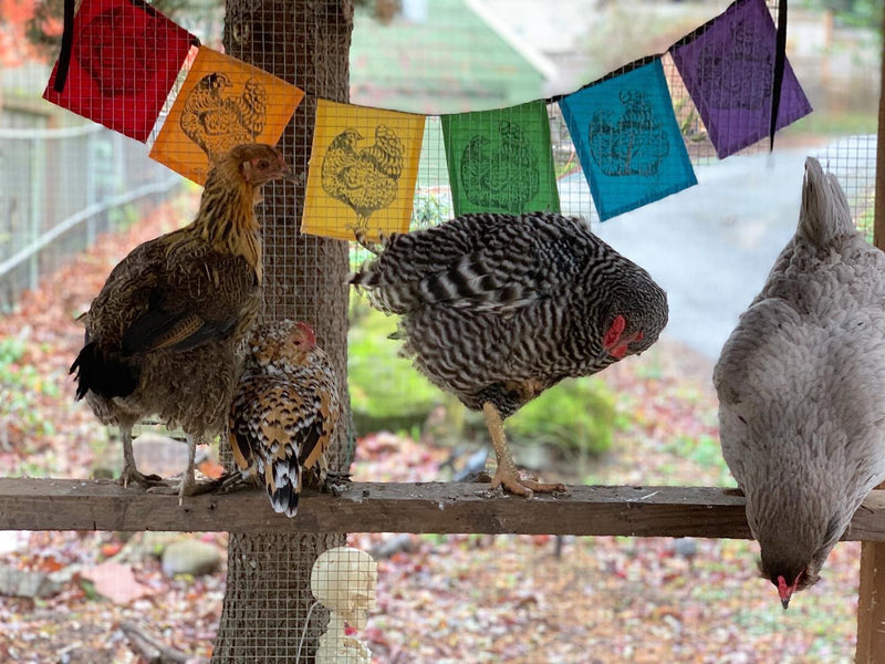 Rainbow Chicken Indoor/Outdoor Flags