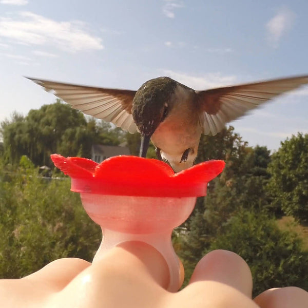 Backyard Essentials Hummingbird Feeder Ring