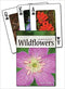 Northeast Wildflower Playing Cards