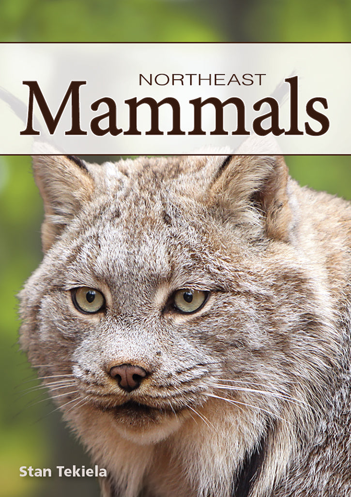 Northeast Mammals