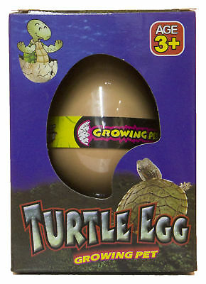 Growing Pet Turtle Egg